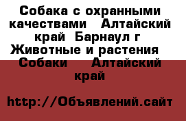 Собака с охранными качествами - Алтайский край, Барнаул г. Животные и растения » Собаки   . Алтайский край